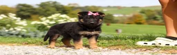 German Shepherd dogs for sale: Rachelle - Ad 2
