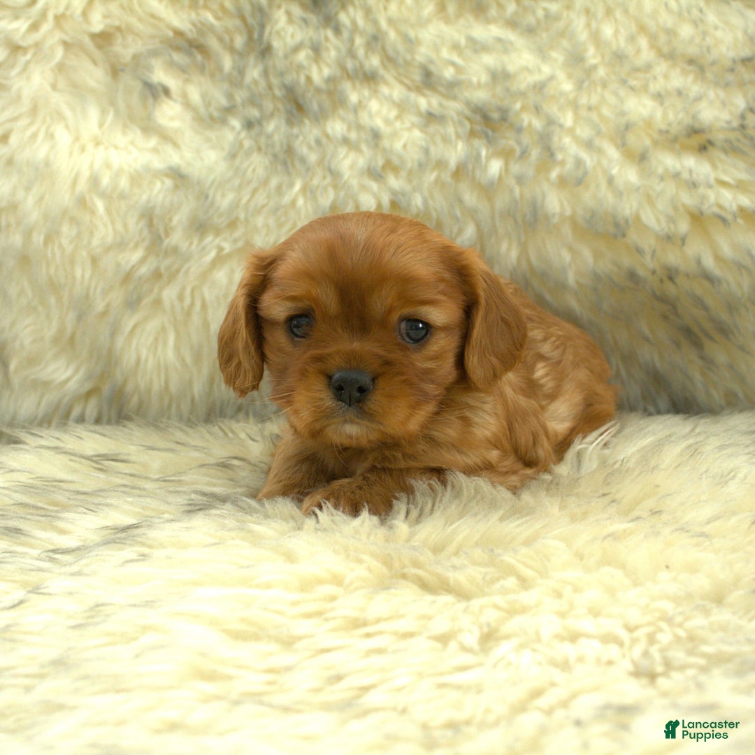 Cavalier King Charles Spaniel dogs for sale: Peter - Ad 2