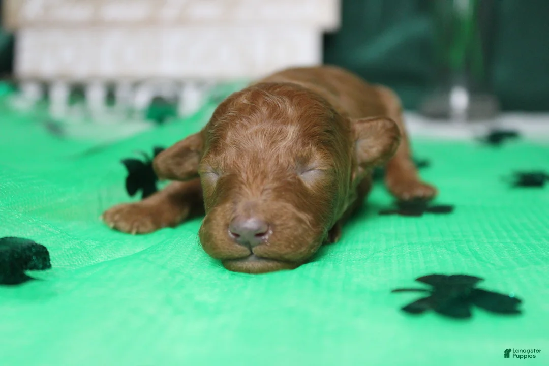 Miniature Poodle dogs for sale: De Anna - Ad 2