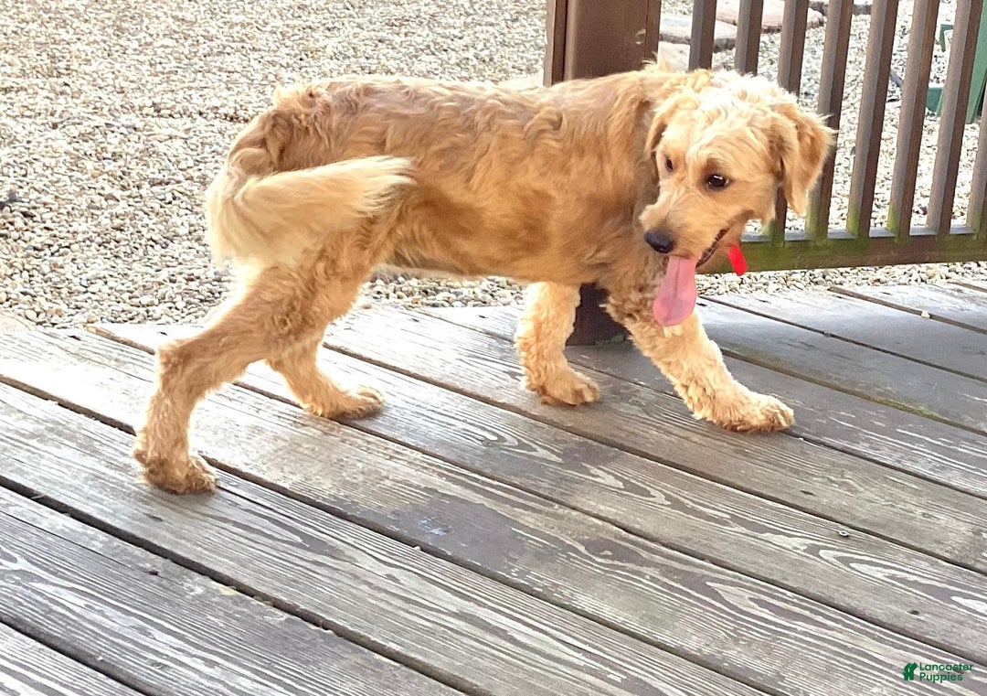 Mini Goldendoodle dogs for sale: Scarlett - Ad 10