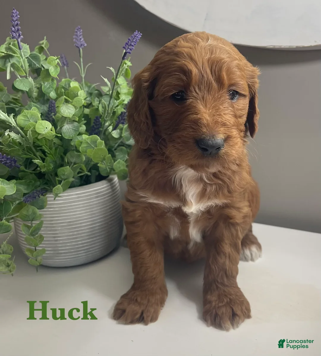 Goldendoodle dogs for sale: Huck RESERVED - Ad 1
