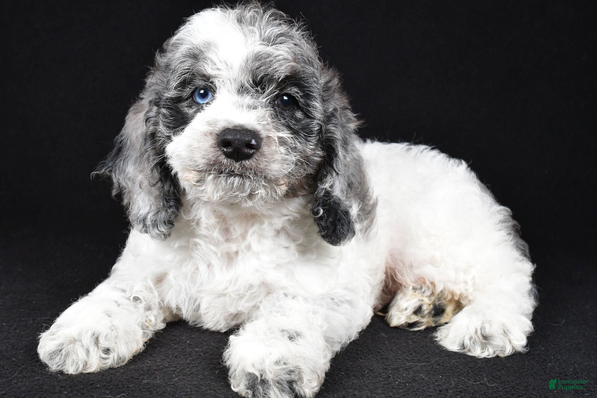 Cockapoo dogs Frankie - Ad 1