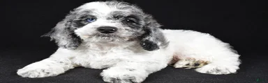Frankie