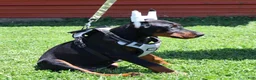Doberman Pinscher dogs for sale: White - Ad 18