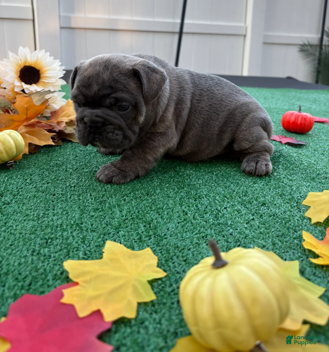 Mixed Breed dogs for sale: George Jetson  - Ad 2