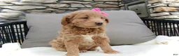 Mini Goldendoodle dogs for sale: Chloe - Ad 10