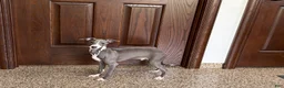 Italian Greyhound dogs for sale: Dannie - Ad 10