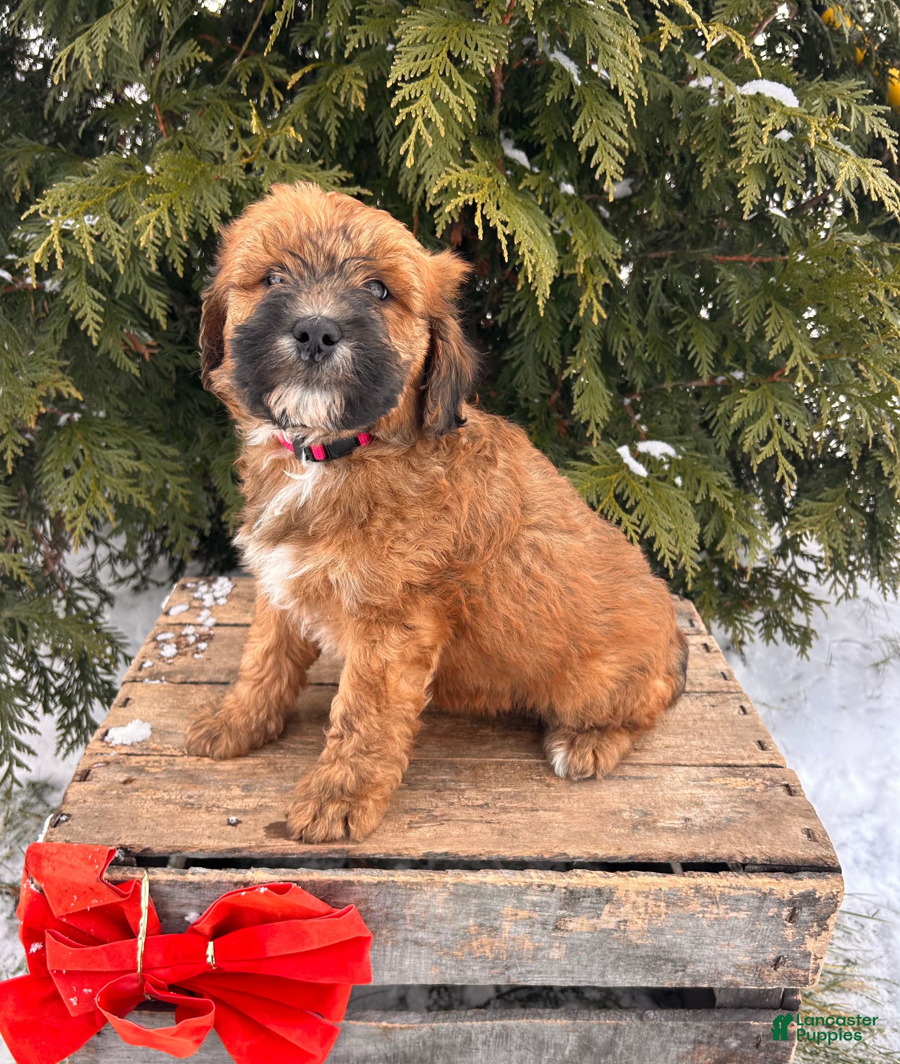 Whoodle dogs Elijah - Ad 8