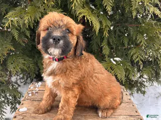 Whoodle dogs Elijah - Ad 8