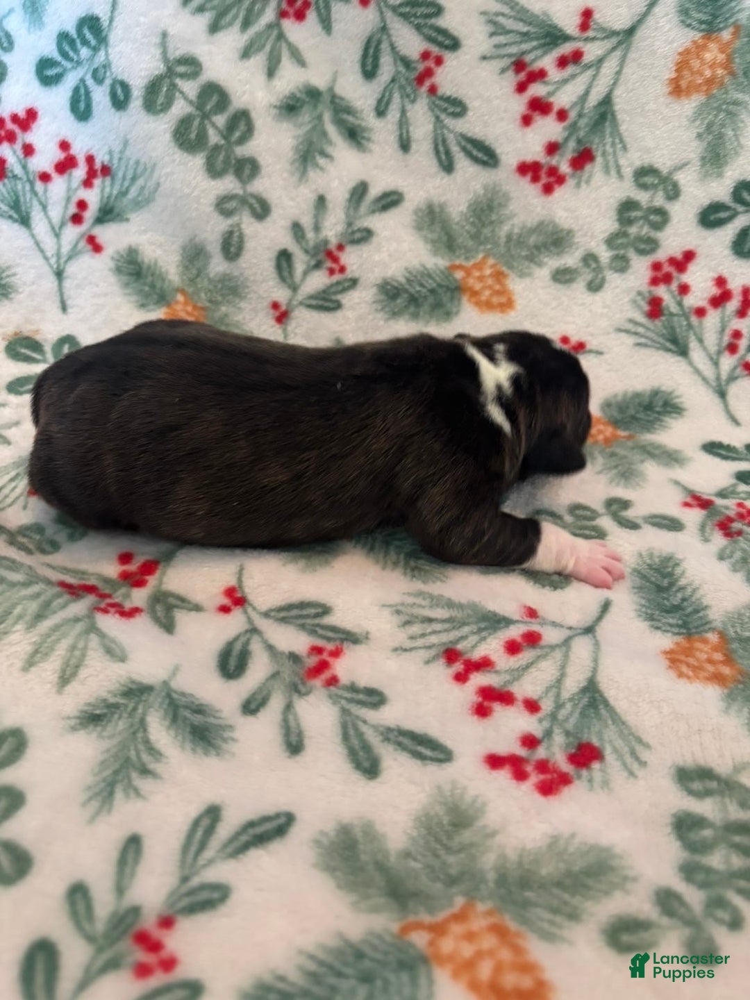 Mixed Breed dogs for sale: Eclipse  - Ad 2