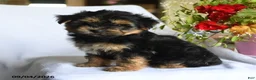Morkie dogs for sale: Magnus - Ad 3