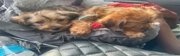 Yorkshire Terrier dogs for sale: AJ (blue) - Ad 4
