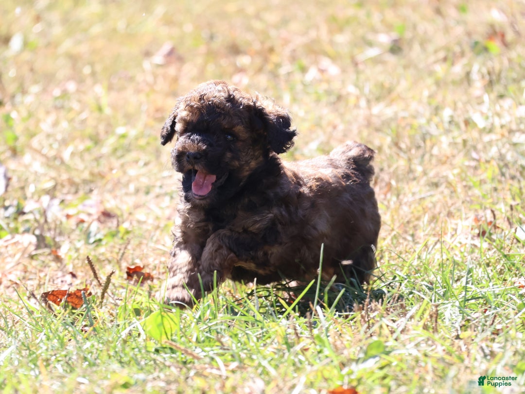 Toy Poodle dogs for sale: Theodore - Ad 2