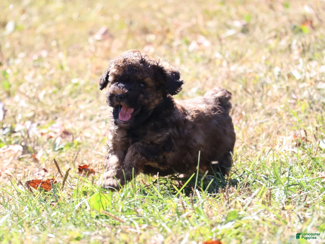 Toy Poodle dogs for sale: Theodore - Ad 6
