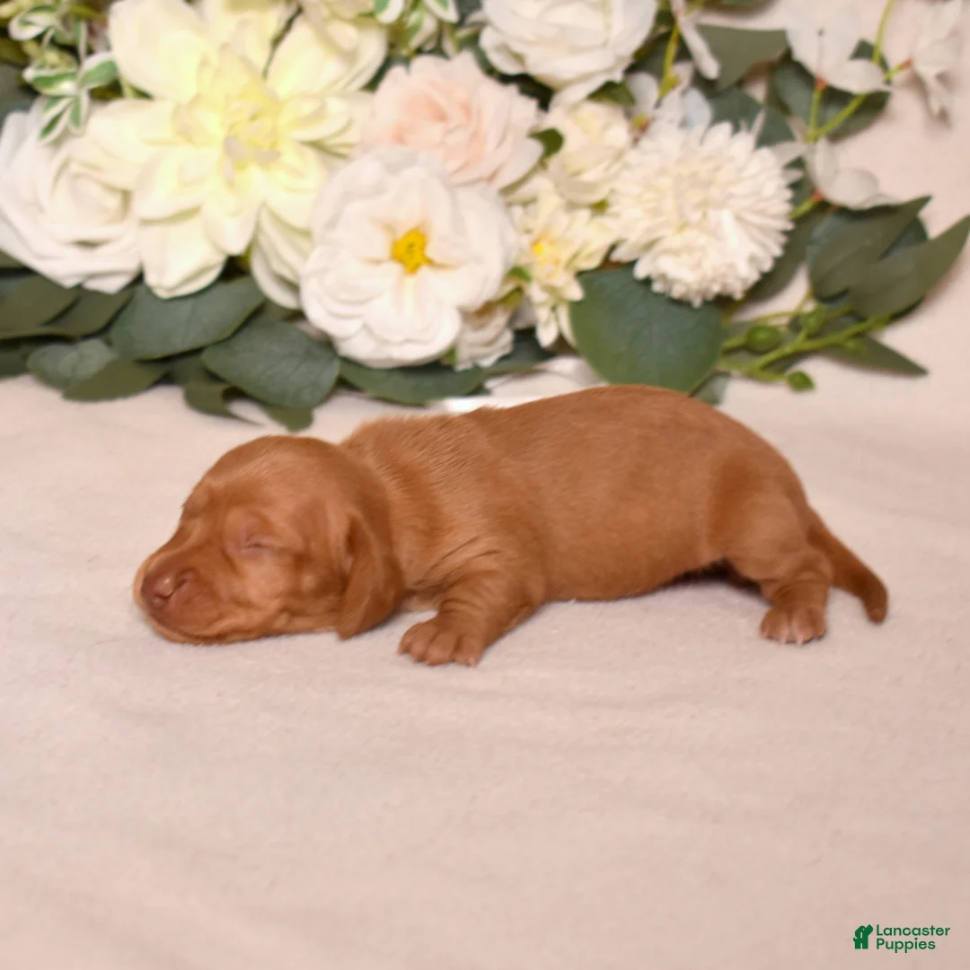 Miniature Dachshund dogs for sale: Espresso - Ad 2