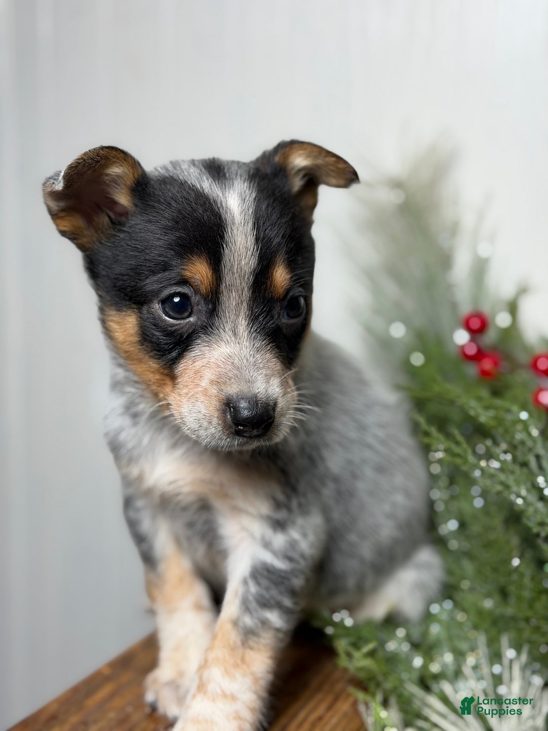 Australian Cattle Dog dogs for sale: Australian Cattle Dog Puppy 1 - Ad 4