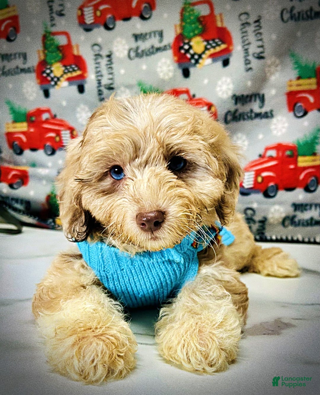 Havapoo dogs for sale: Willow - Ad 3