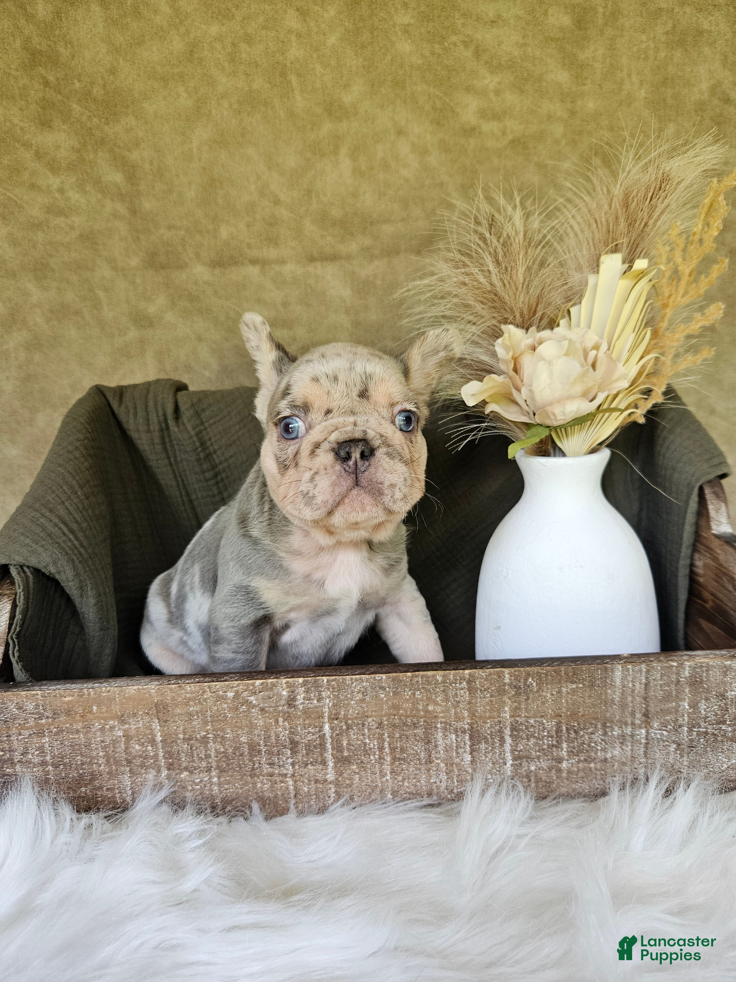 French Bulldog dogs French Bulldog 2 - Ad 7