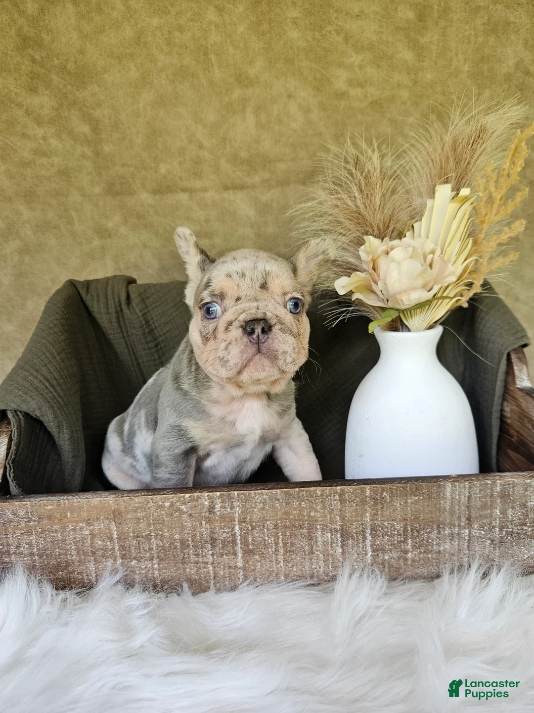 French Bulldog dogs for sale: French Bulldog 2 - Ad 1