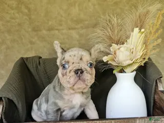 French Bulldog dogs French Bulldog 2 - Ad 7