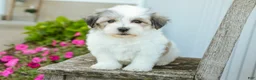 Havanese dogs for sale: Florence - Ad 1