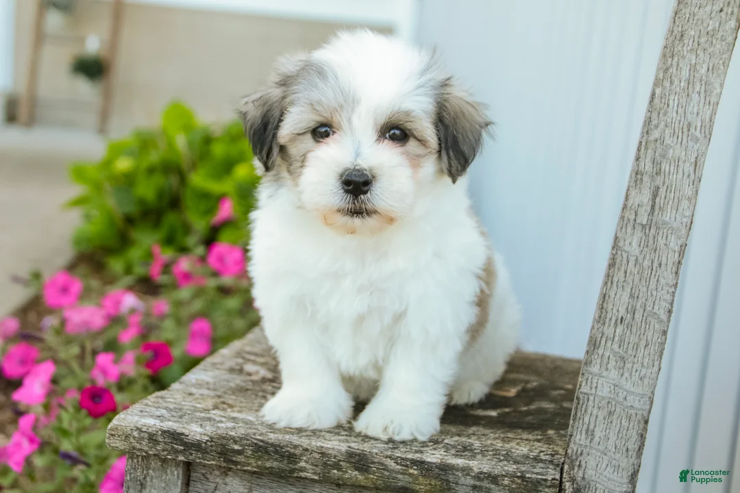 Havanese dogs for sale: Florence - Ad 1