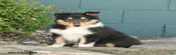 Collie dogs for sale: Macy - Ad 2