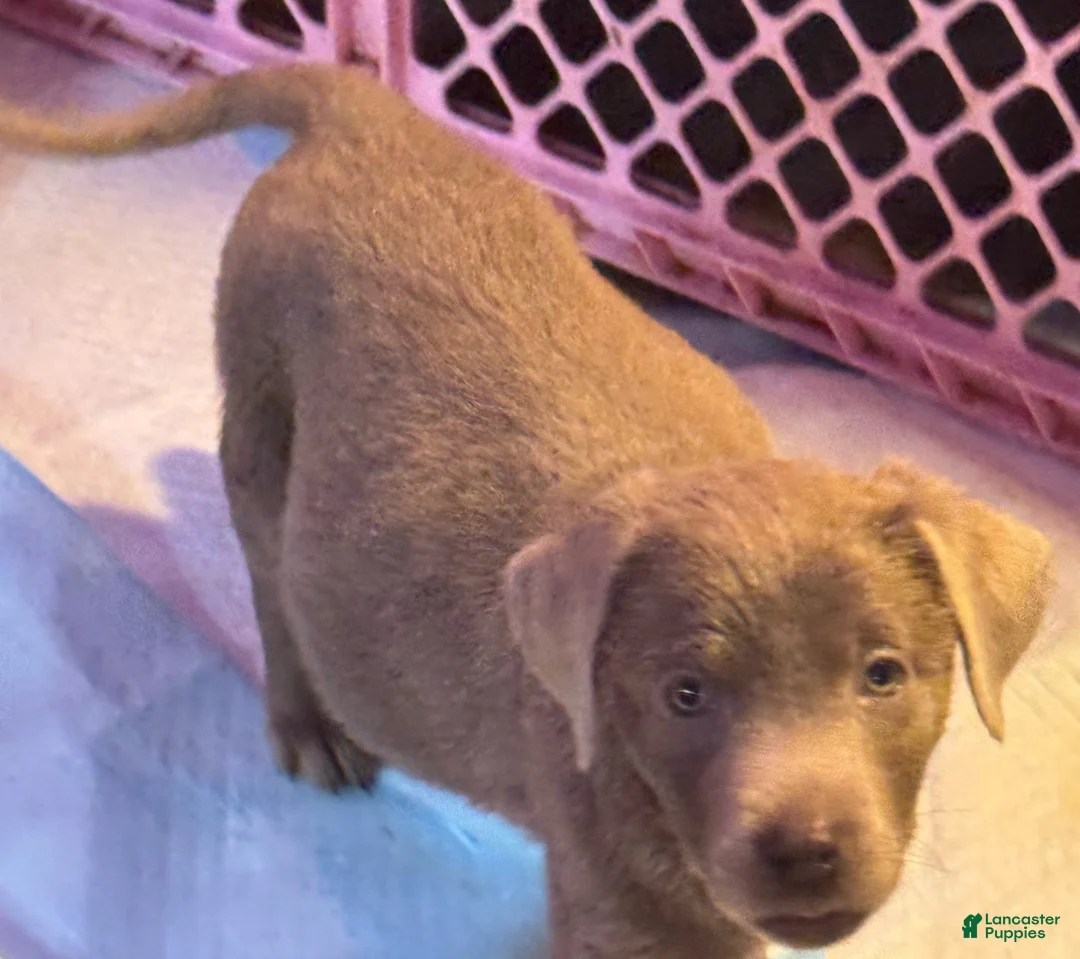 Labrador Retriever dogs for sale: Labrador Retriever Puppy 1 - Ad 6