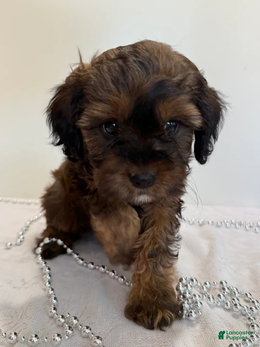 Cavapoo dogs for sale: Coffee Cavapoo  - Ad 1