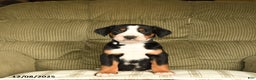 Greater Swiss Mountain Dog dogs for sale: Ruby - Ad 2