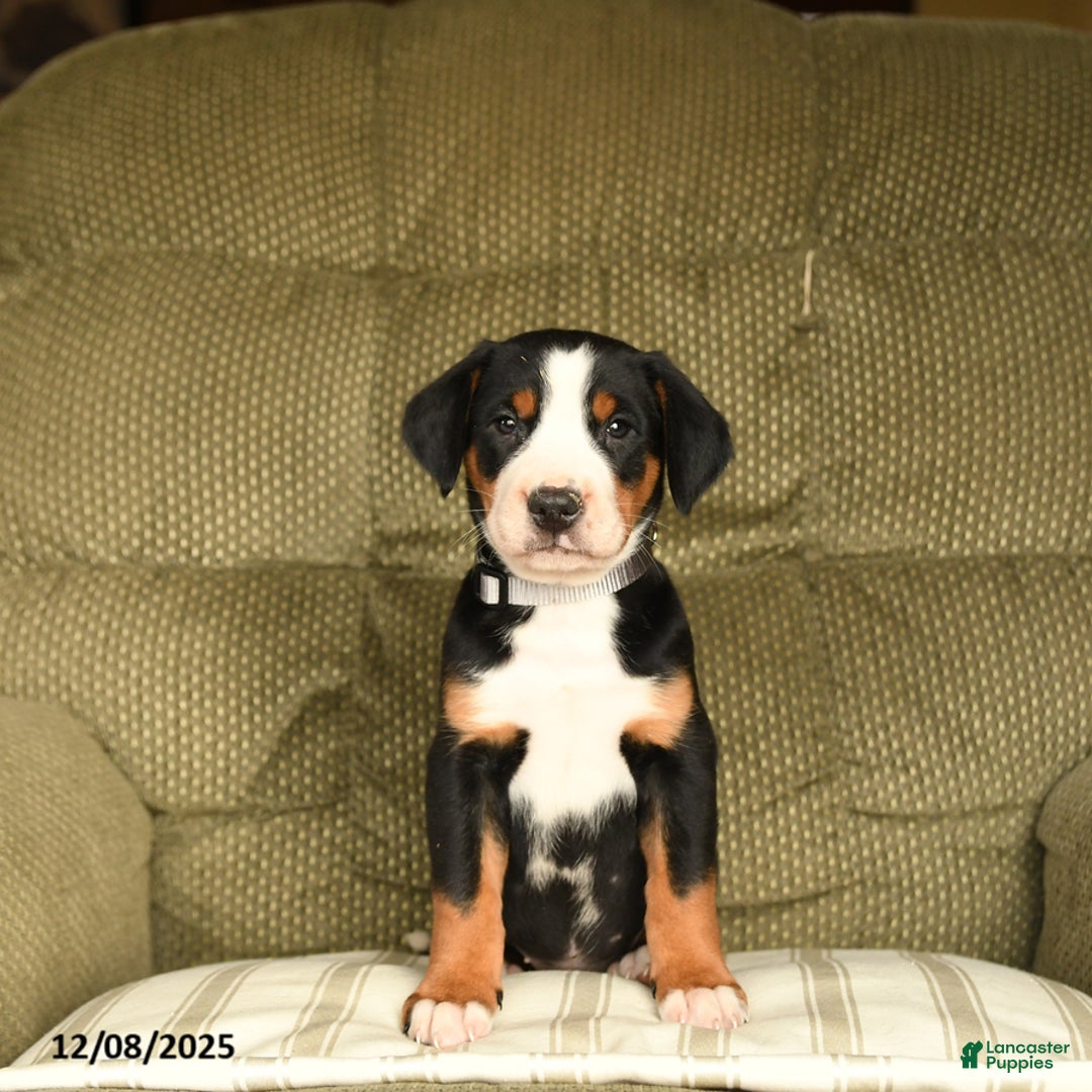 Greater Swiss Mountain Dog dogs for sale: Ruby - Ad 2