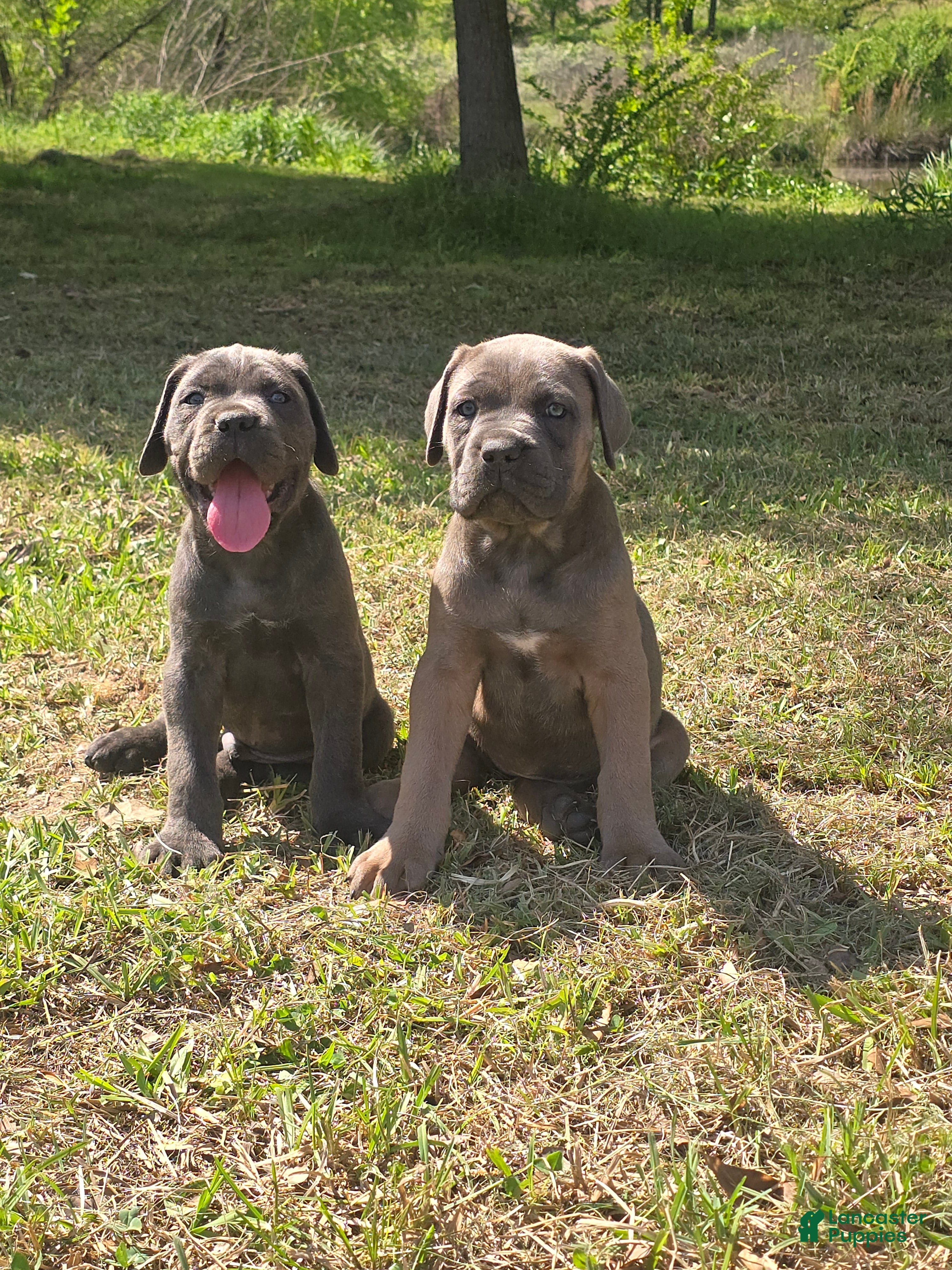 Cane Corso dogs Cane Corso Puppy 3 - Ad 2