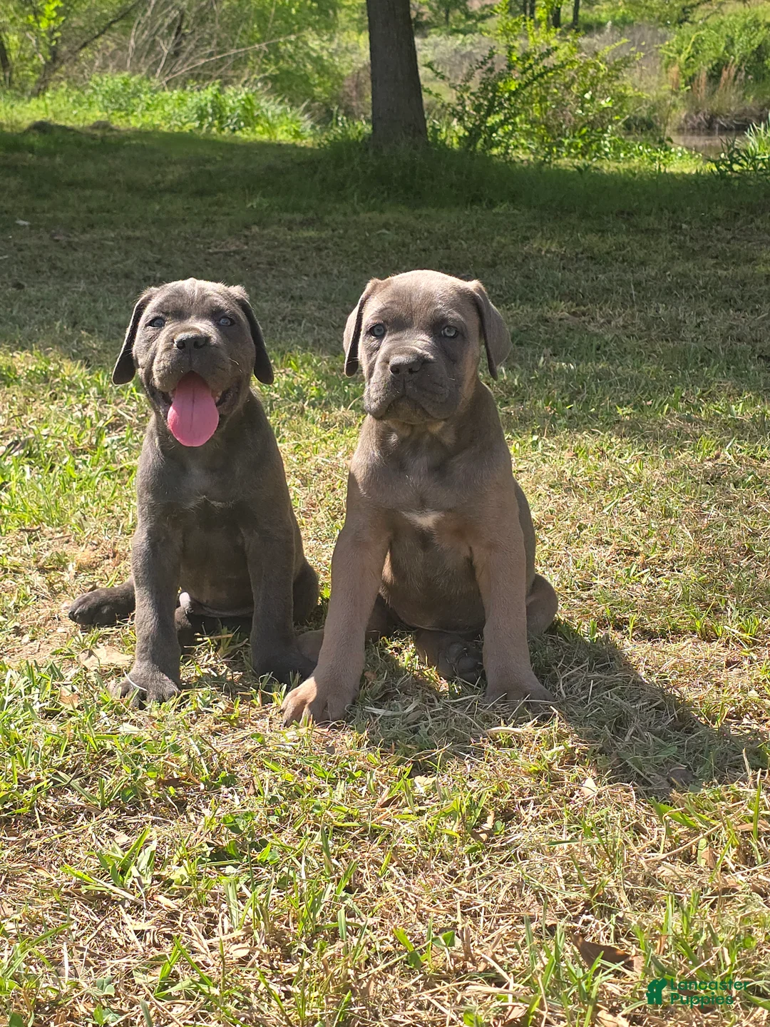 Cane Corso dogs for sale: Cane Corso Puppy 3 - Ad 2