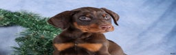 Doberman Pinscher dogs for sale: TOBY - Ad 3