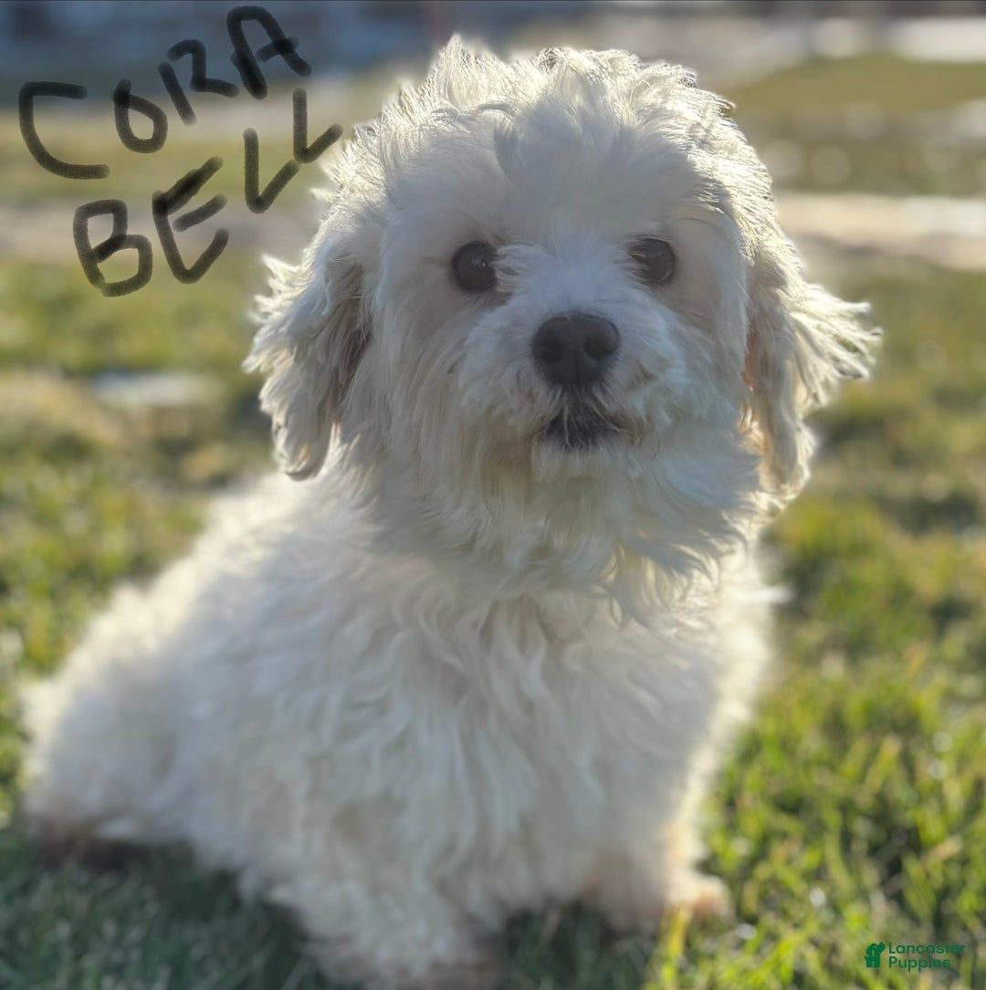 Maltese dogs for sale: Cara - Ad 12