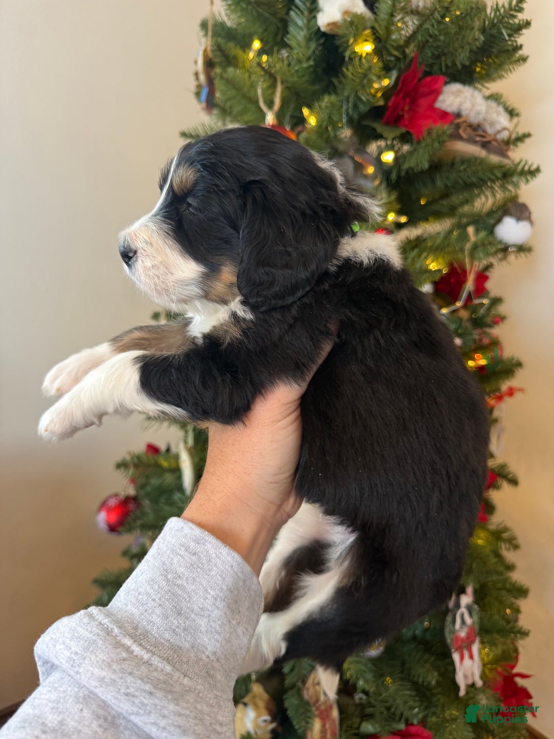 Mixed Breed dogs for sale: Fullerton - Ad 9
