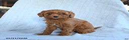 Cavapoo dogs for sale: Tulip - Ad 2