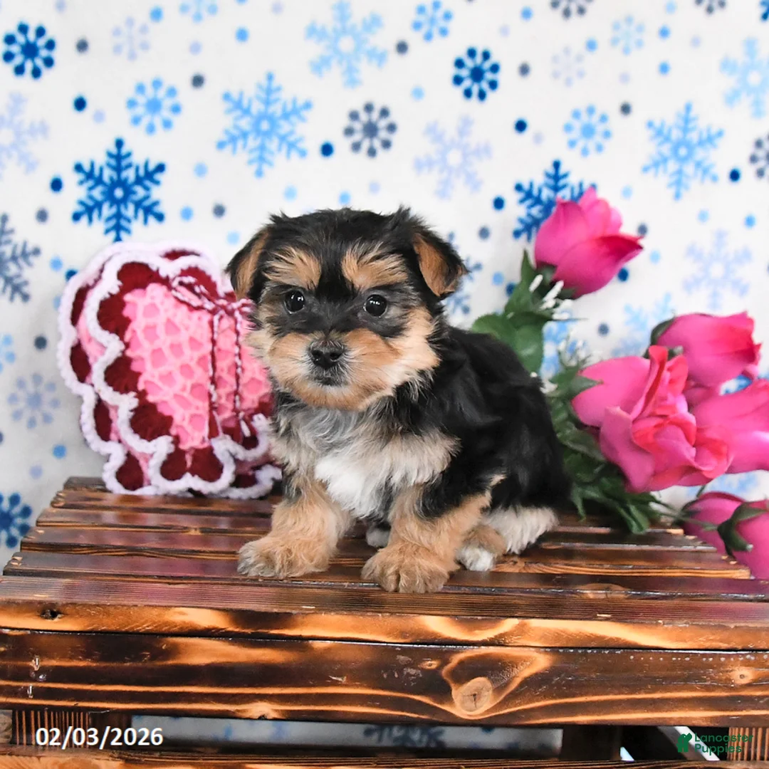 Morkie dogs for sale: Maple   - Ad 2