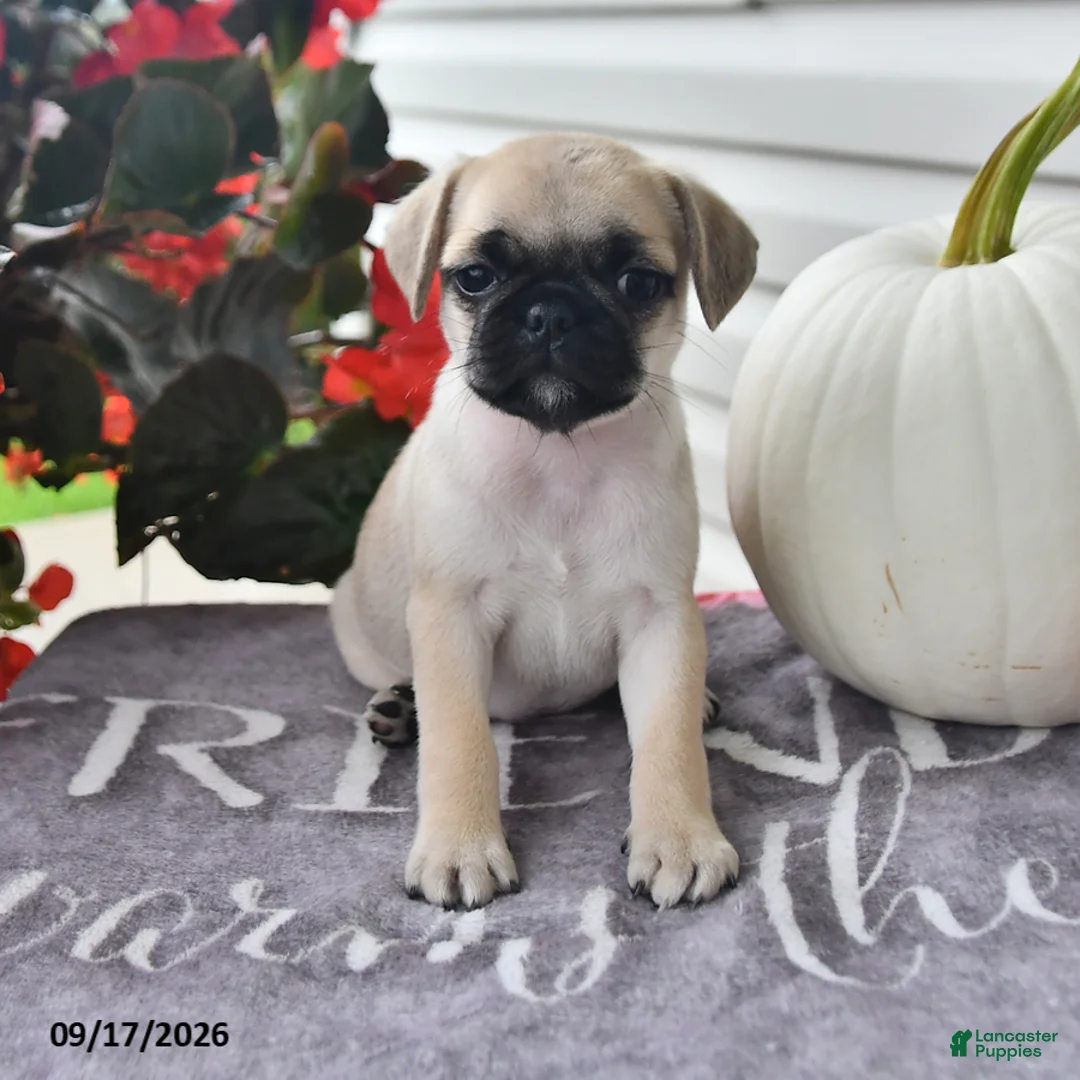 Puggle dogs for sale: Sunflower - Ad 1