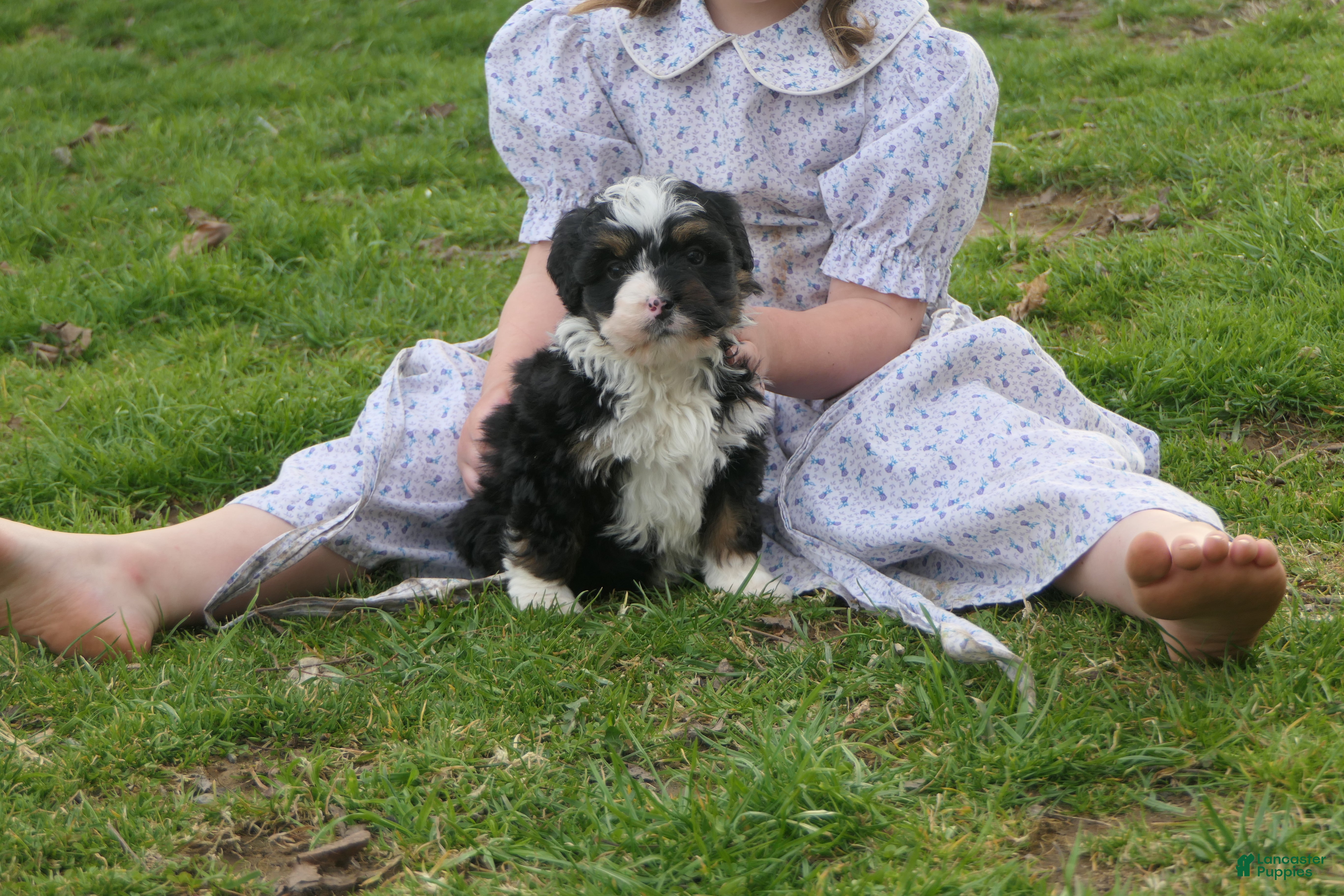 Mini Bernedoodle dogs Mini Bernedoodle Ranger - Ad 2