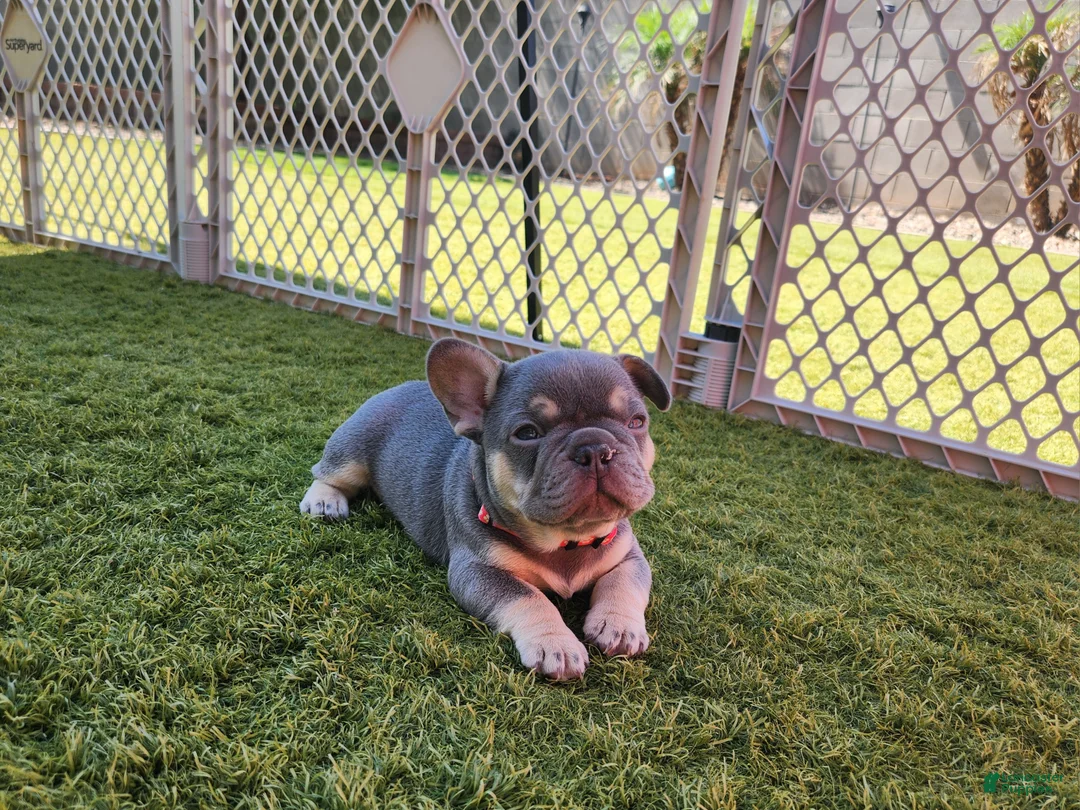 French Bulldog dogs for sale: French Bulldog Orange Pup - Ad 1