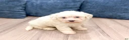 Havanese dogs for sale: Hank - Ad 7