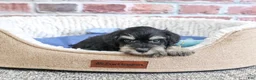Miniature Schnauzer dogs for sale: Jonah - Ad 8