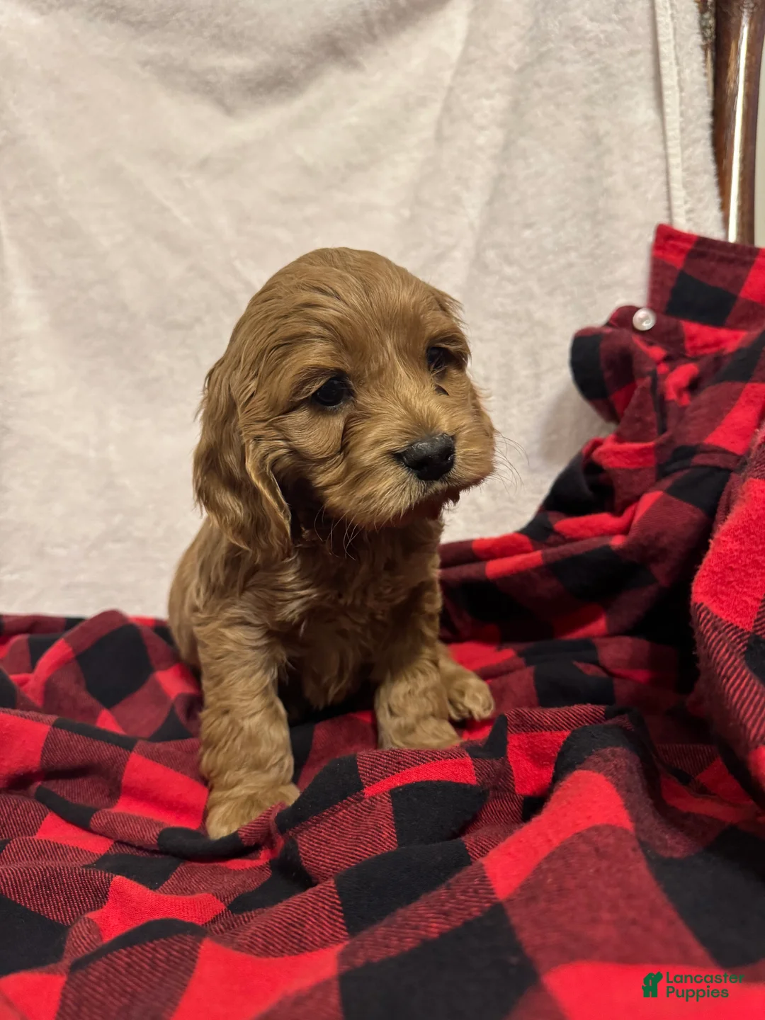 Cockapoo dogs for sale: Snowflake  - Ad 3