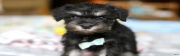 Miniature Schnauzer dogs for sale: Chip  - Ad 4