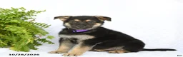 German Shepherd dogs for sale: Reign - Ad 5