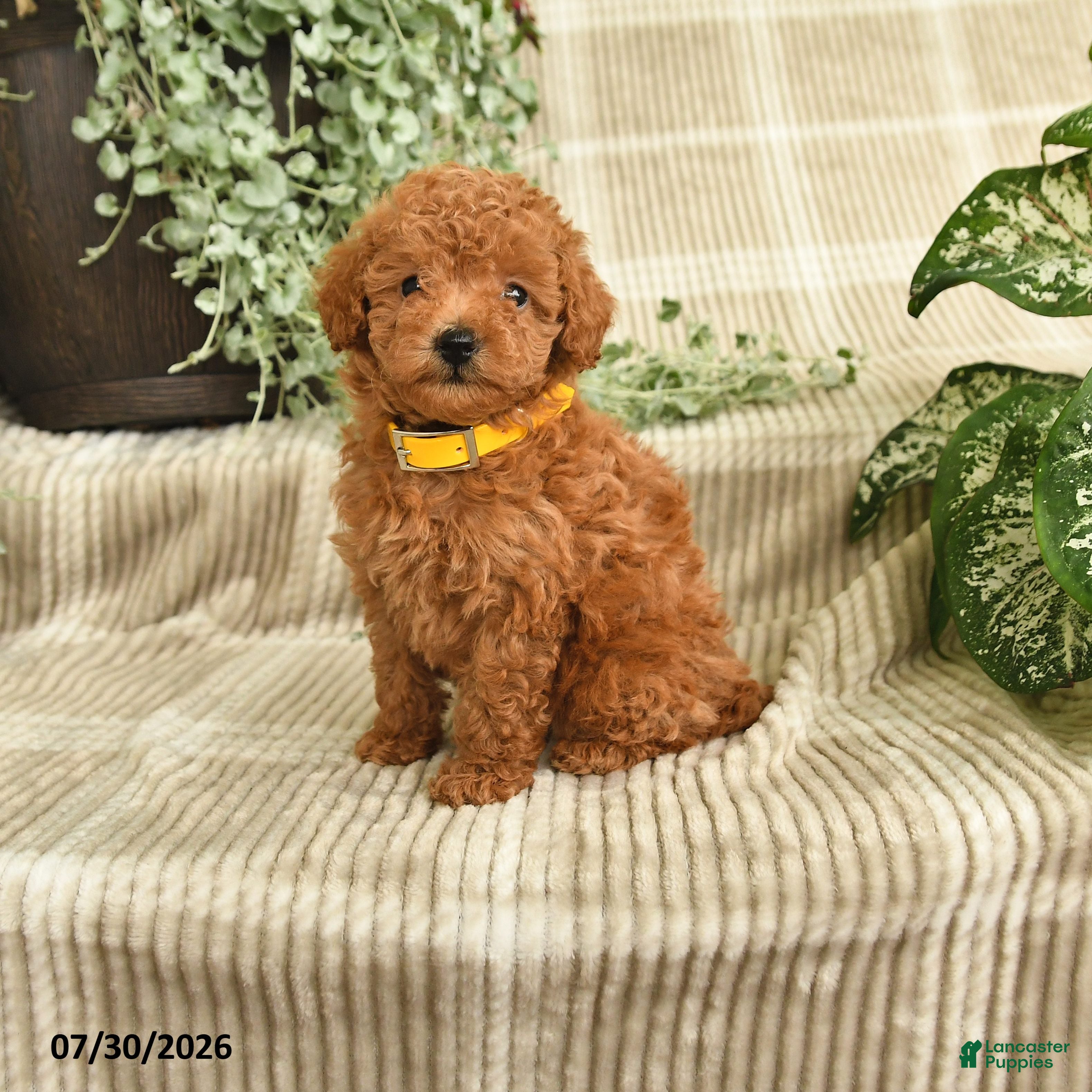 Miniature Poodle dogs Quintessa - Ad 1
