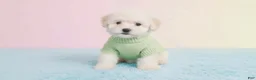 Maltipoo dogs for sale: MALE - Ad 2