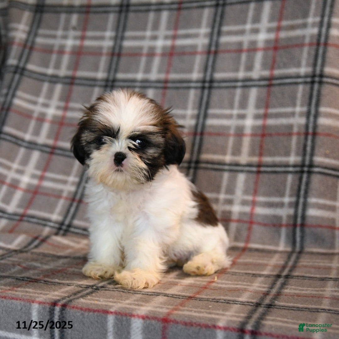 Shih Tzu dogs for sale: Cheyenne - Ad 4