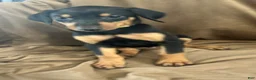 Doberman Pinscher dogs for sale: Yellow Collar  - Ad 5
